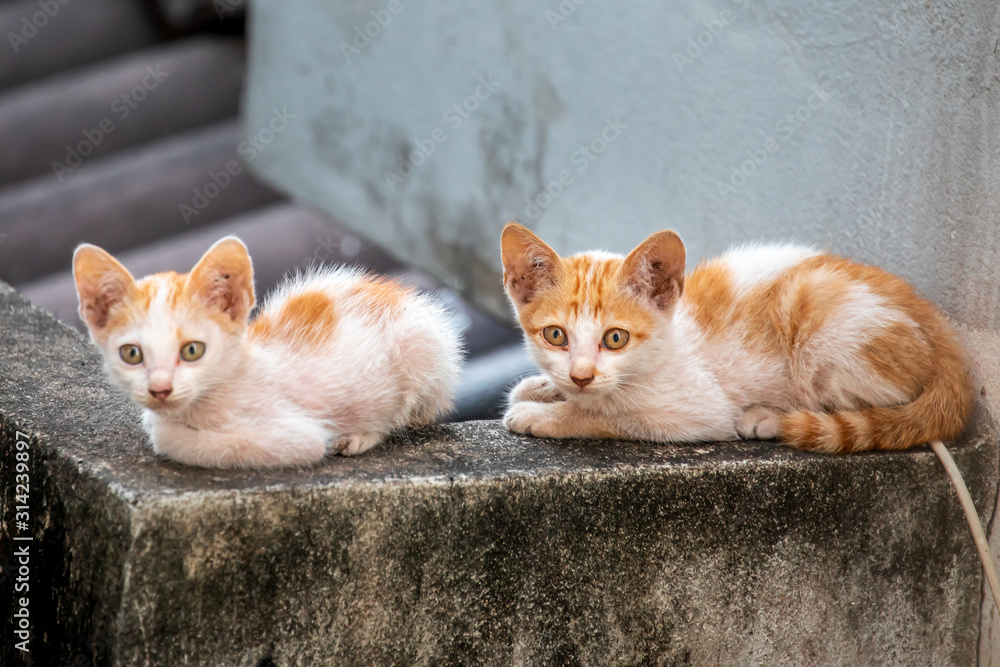 Close up portrait of homeless kitty cats. Stray homeless kitty cats wanders staying on roof house. Abandoned cats with yellow gold color on road. Close up portrait of homeless kitty cats. Stray homeless kitty cats wanders staying on roof house. Abandoned cats with yellow gold color on road.