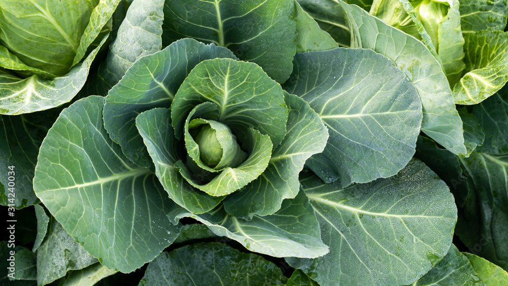 Cabbage grow in the garden.The cultivation of cabbage. Agriculture. Healthy and healthy food for humans. Cabbage grow in the garden.The cultivation of cabbage. Agriculture. Healthy and healthy food for humans.