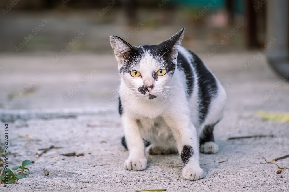 Close up portrait of homeless cat. Stray homeless cat wanders on streets. Abandoned cat with black and white color on road.