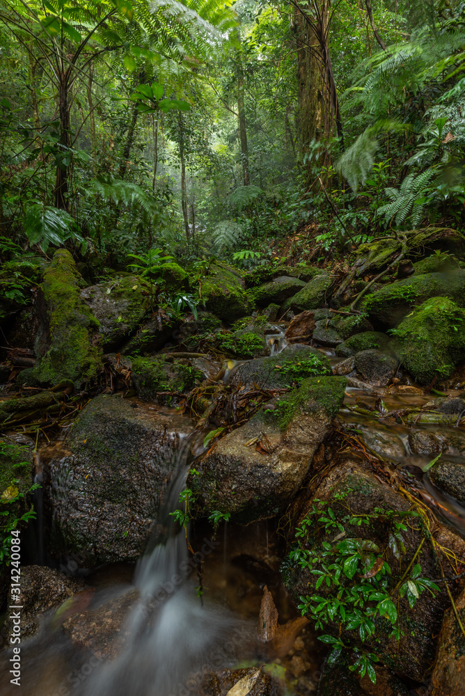 beautiful waterfall in green forest in jungle