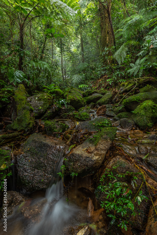 beautiful waterfall in green forest in jungle beautiful waterfall in green forest in jungle
