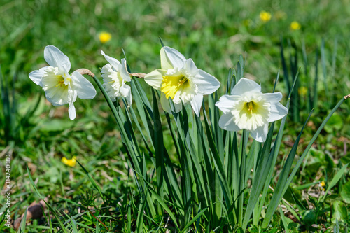Group of delicate white daffodil flowers in full bloom with blurred green grass, in a sunny spring garden, beautiful outdoor floral background