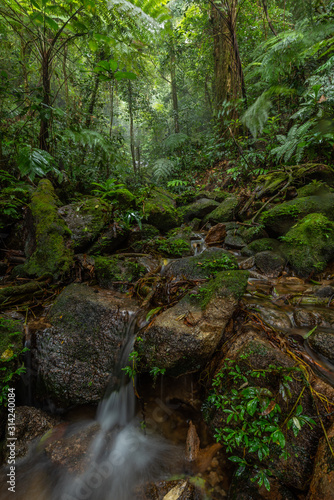 beautiful waterfall in green forest in jungle