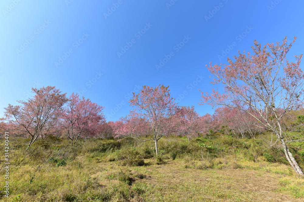 Beautiful pink sakura Flower at phu lom lo Loei, Thailand., Wild Himalayan Cherry., Prunus cerasoides. Beautiful pink sakura Flower at phu lom lo Loei, Thailand., Wild Himalayan Cherry., Prunus cerasoides.