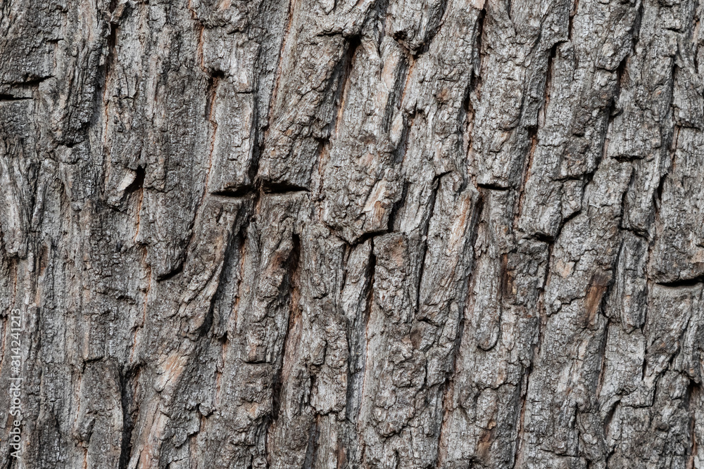 Natural wood bole trunk bark surface flat texture Natural wood bole trunk bark surface flat texture