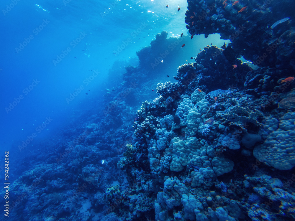  corals and exotic fishes at the bottom of the Red sea. beautiful natural summer background
