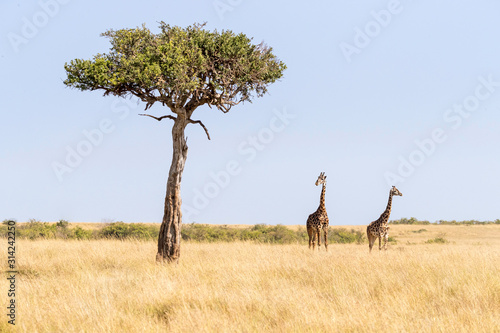 Maasai giraffe and an acacia tree in the Masai Mara