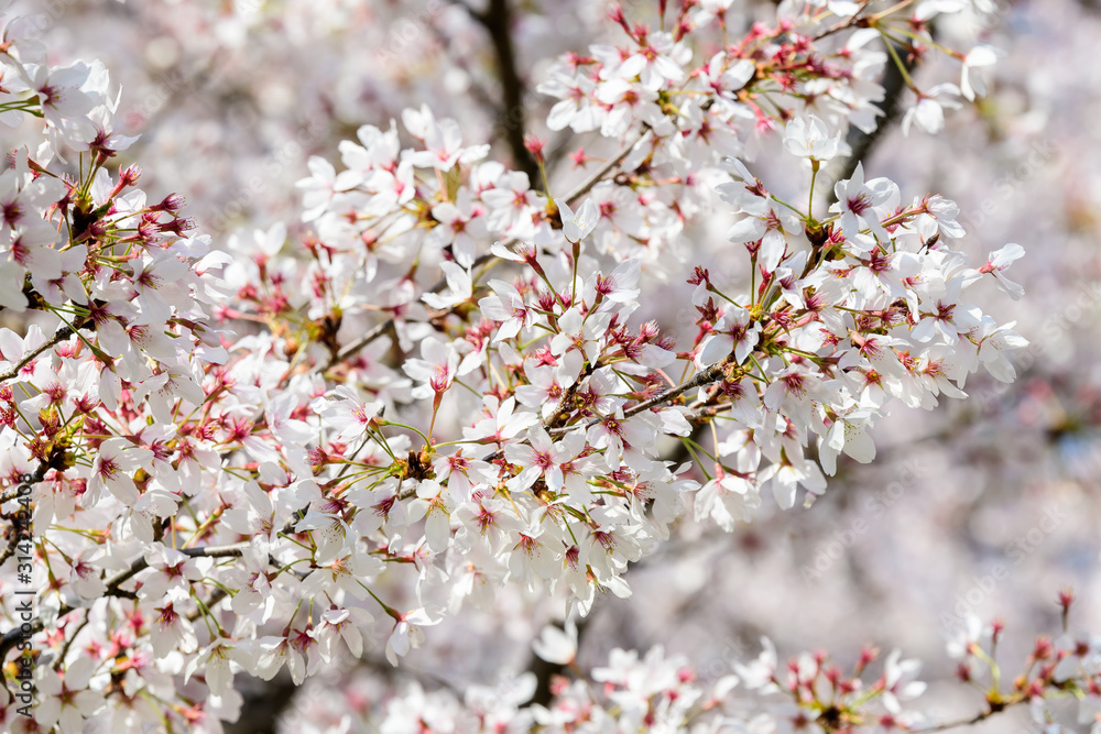 Close up of a branch with white cherry tree flowers in full bloom with blurred background in a garden in a sunny spring day, beautiful Japanese cherry blossoms floral background, sakura Close up of a branch with white cherry tree flowers in full bloom with blurred background in a garden in a sunny spring day, beautiful Japanese cherry blossoms floral background, sakura