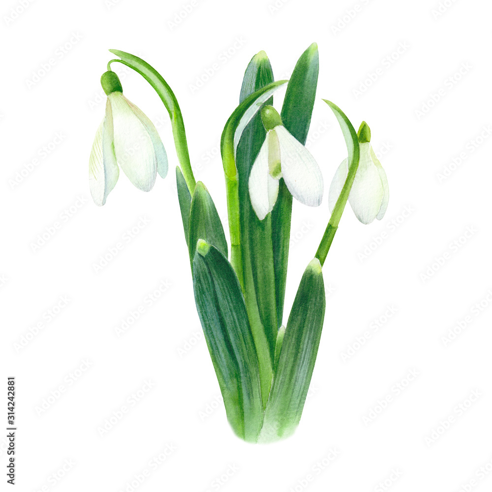 Snowdrop. Bouquet of watercolor botanical spring flowers. Illustration isolated on white. Snowdrop. Bouquet of watercolor botanical spring flowers. Illustration isolated on white.