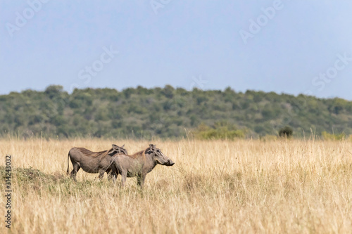 Side profile of two adult warthogs in the Masai Mara