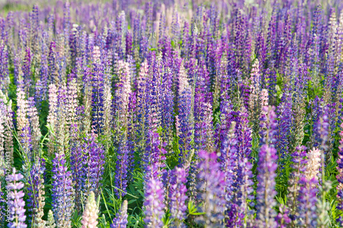 Blooming lupine flowers. A field of lupines. Violet and pink lupin in meadow. Colorful bunch of lupines summer flower background or greeting card.