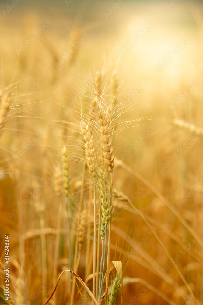 Wheat crop field. Ears of golden wheat close up. Ripening ears of wheat field background. Rich harvest Concept. Wheat crop field. Ears of golden wheat close up. Ripening ears of wheat field background. Rich harvest Concept.
