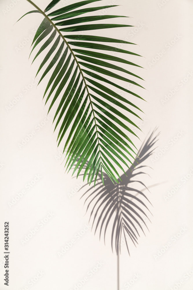 Vertical branch of palm tree casts interesting shadow on wall Vertical branch of palm tree casts interesting shadow on wall
