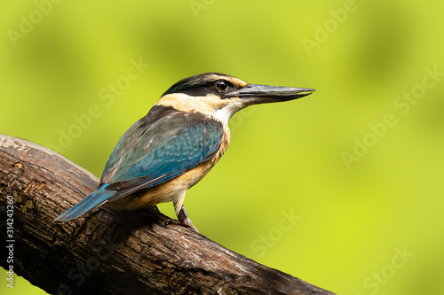 Wallpaper Mural Vogel Torontodigital.ca