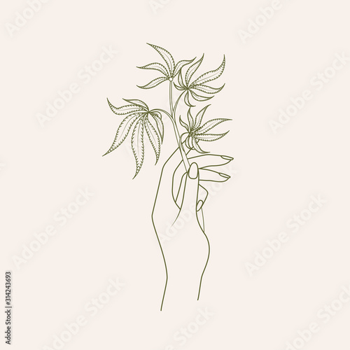 Medical cannabis (hemp). Female hand holding a branch of cannabis (hemp). Legalization of cannabis. Stock vector illustration.