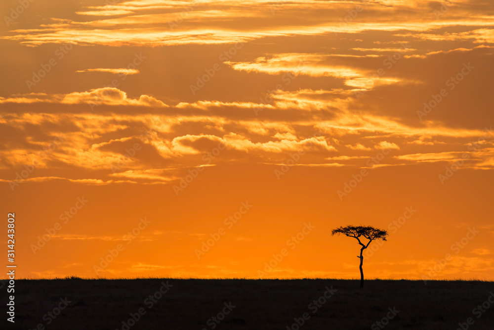 Acacia tree on the horizon at dawn in the Masai Mara