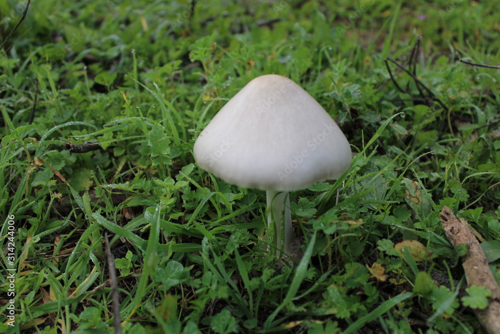 hermosas setas silvestres que cresen en los campos de mijas 