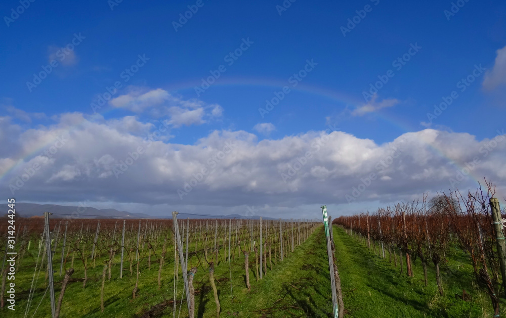 Pfälzer Weinberge mit Regenbogen hinter Wolken