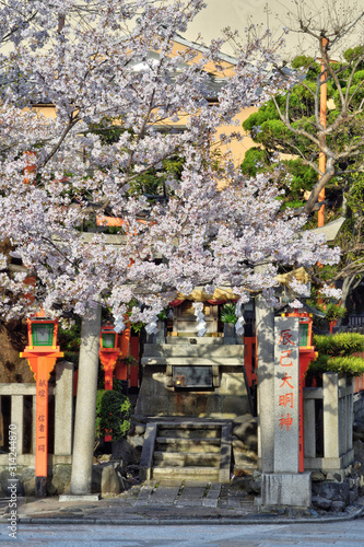 辰巳神社と桜