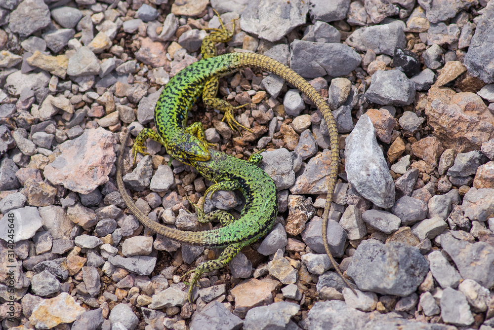 Two green fighting lizards on rocks background Two green fighting lizards on rocks background