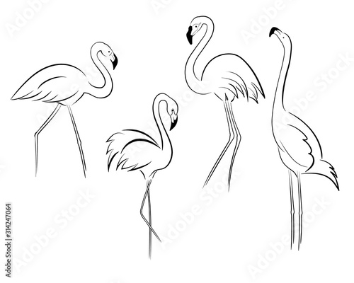 flamingo set, black lines contours isolated on white background