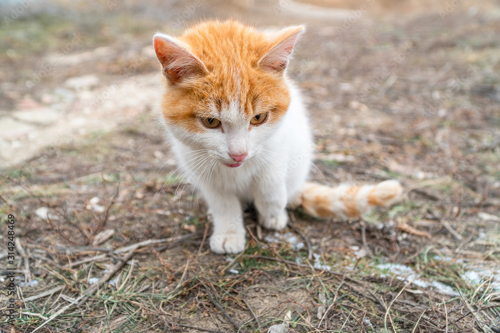 Portrait of a red and white kitten sitting in front of the camera Portrait of a red and white kitten sitting in front of the camera