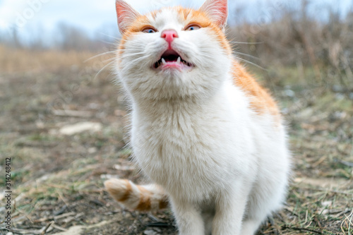 Red-haired white cat opening his mouth looks up. Soft focus