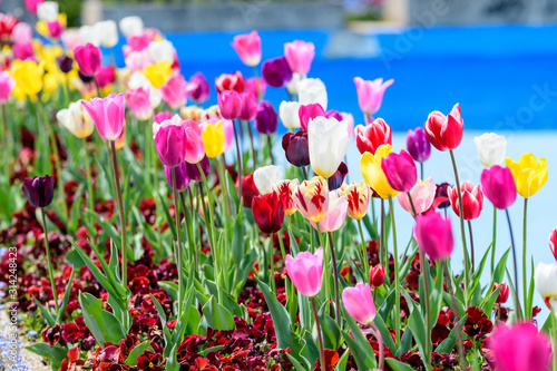 Fototapeta Naklejka Na Ścianę i Meble -  Close up of many delicate mixed colored tulips in full bloom in a sunny spring garden, beautiful  outdoor floral background with yellow, red, pink and white flowers