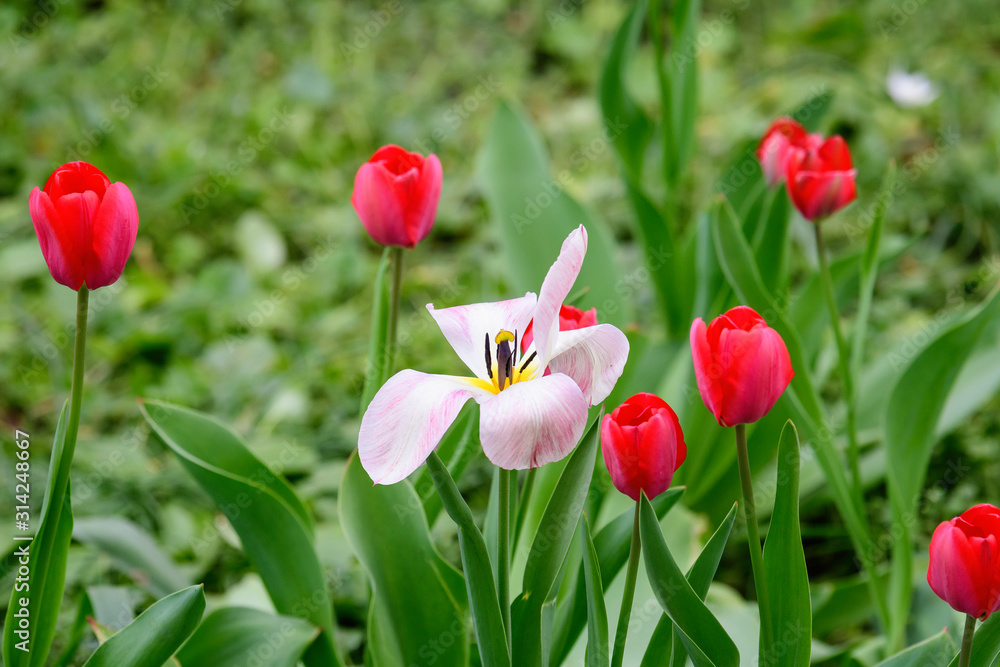 Close up of one delicate white tulip in full bloom in a sunny spring garden, beautiful  outdoor floral background