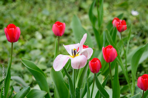 Close up of one delicate white tulip in full bloom in a sunny spring garden  beautiful  outdoor floral background