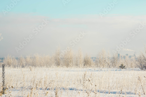 Snow-covered field and blue sky, white trees