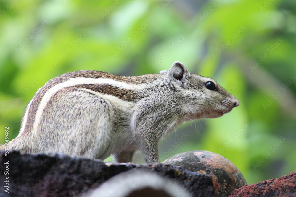 Obraz premium squirrel animal wallpaper and background