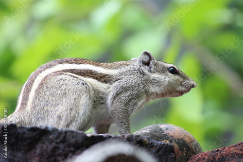 Fototapeta Naklejka Na Ścianę i Meble -  squirrel animal wallpaper and background