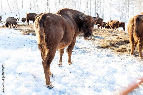A large brown female bison or cow stands near herb in the snow near the hay on winter. An endangered species of animals listed in the Red Book.