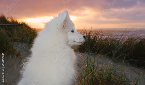 samoyed dog sitting on the beach at sunset photo