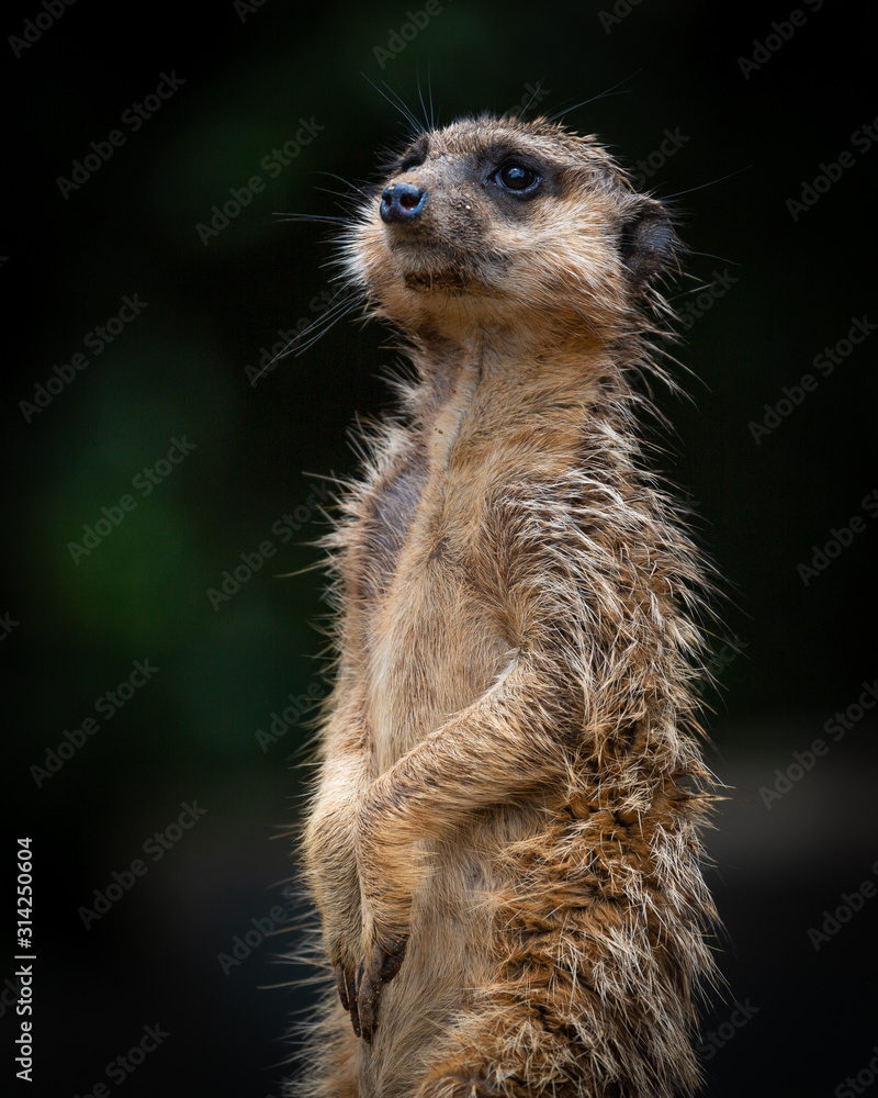 Fototapeta premium Meerkat