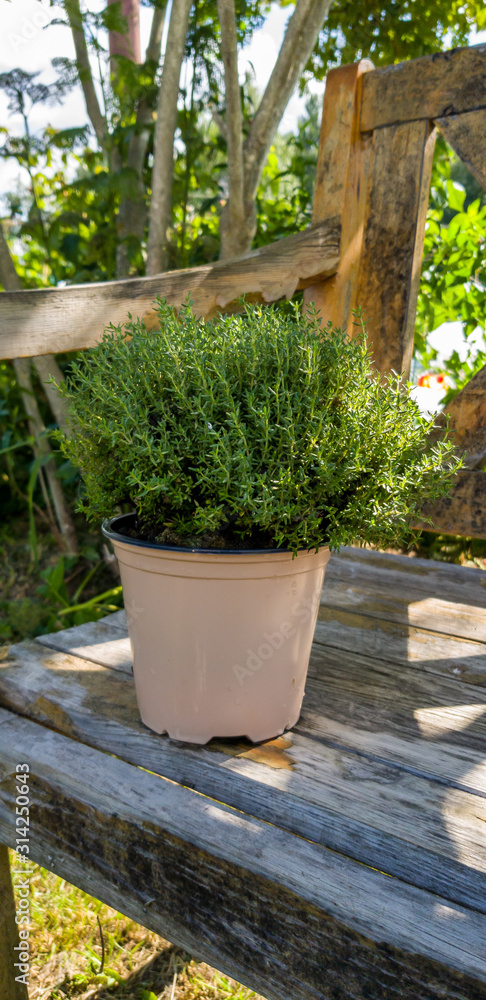 plants in pots plants in pots