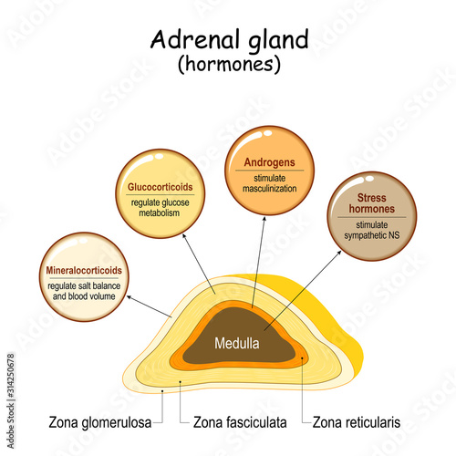 Hormones of the adrenal gland.