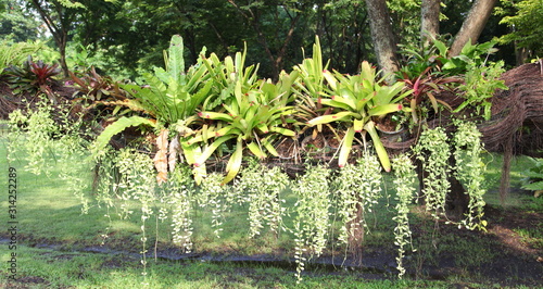 Bromeliad and Fern on Tree 