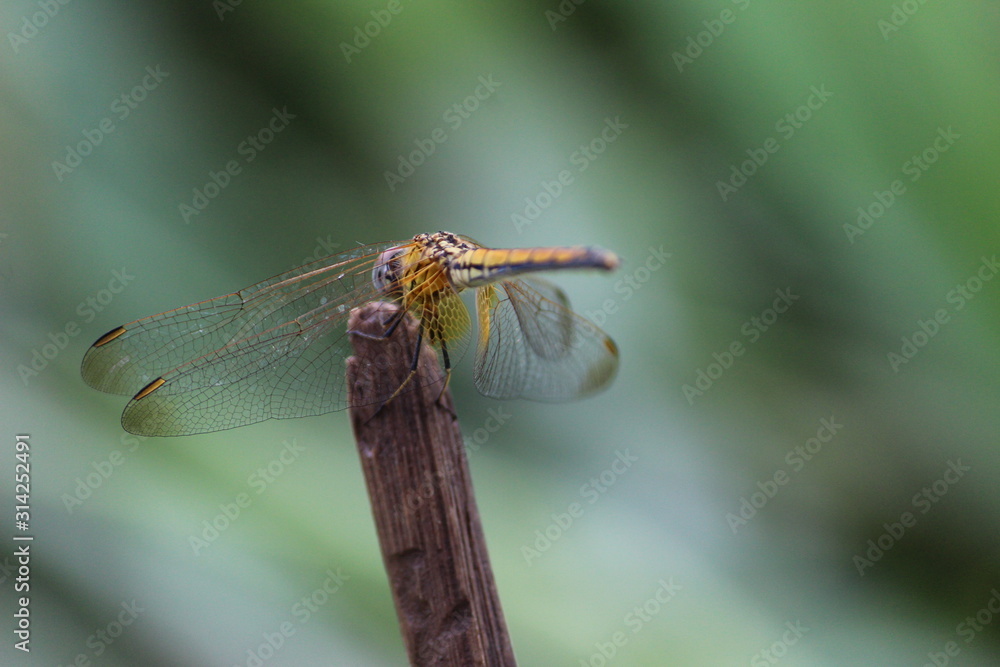 dragonfly wallpaper and background,stock photo dragonfly wallpaper and background,stock photo