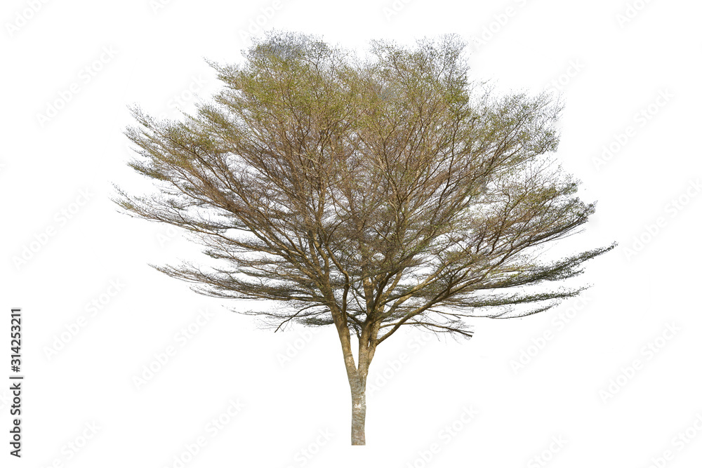 Fototapeta premium Tropical tree isolated on a white background