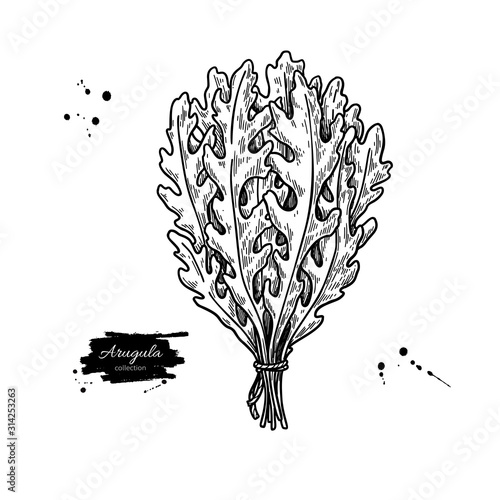 Arugula bunch vector illustration. Engraved style vegetable. Detailed botanical drawing of rucola