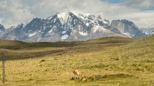 Torres Del Paine Berge mit Guanako