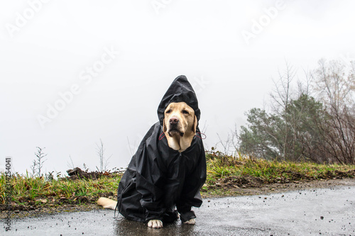 Perro con chubasquero en día de lluvia