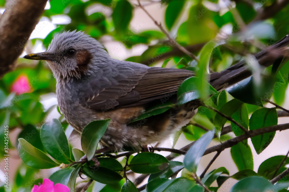 bulbul on branch bulbul on branch
