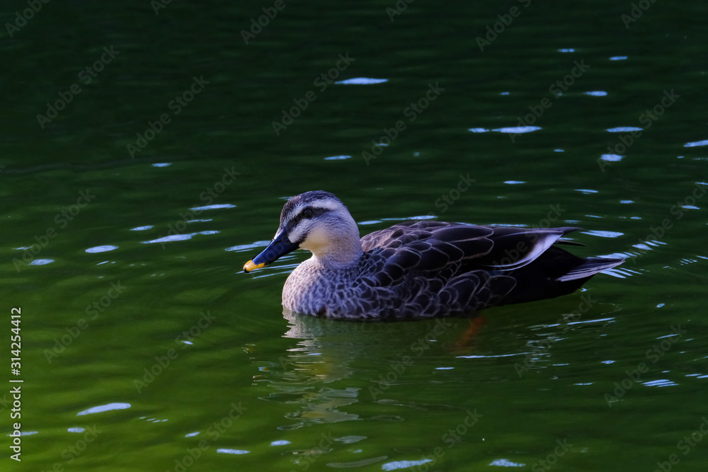 eastern spot billed duck eastern spot billed duck