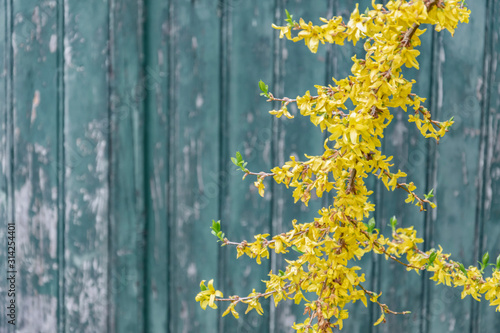 Vintage shabby rustic de focused background with old wooden blue boards and blooming Forsythia branch, free space for text. Yellow flowers on blue boards retro style.