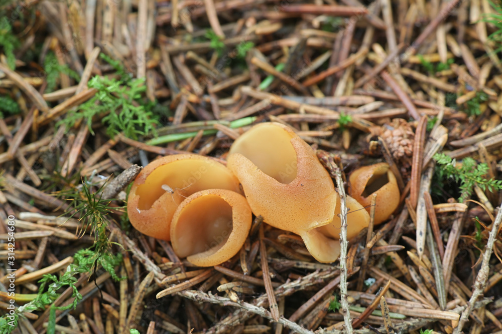 Otidea tuomikoskii, known as rabbit ear or split goblet, fungus from Finland Otidea tuomikoskii, known as rabbit ear or split goblet, fungus from Finland