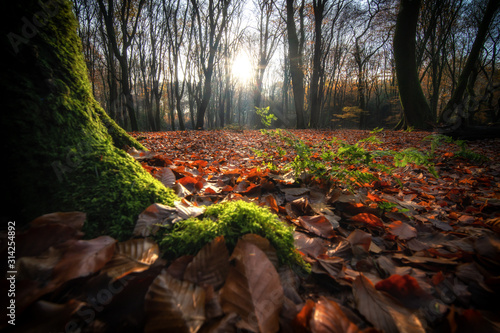 Morning view in an autumn forest with sunburst and foggy rays