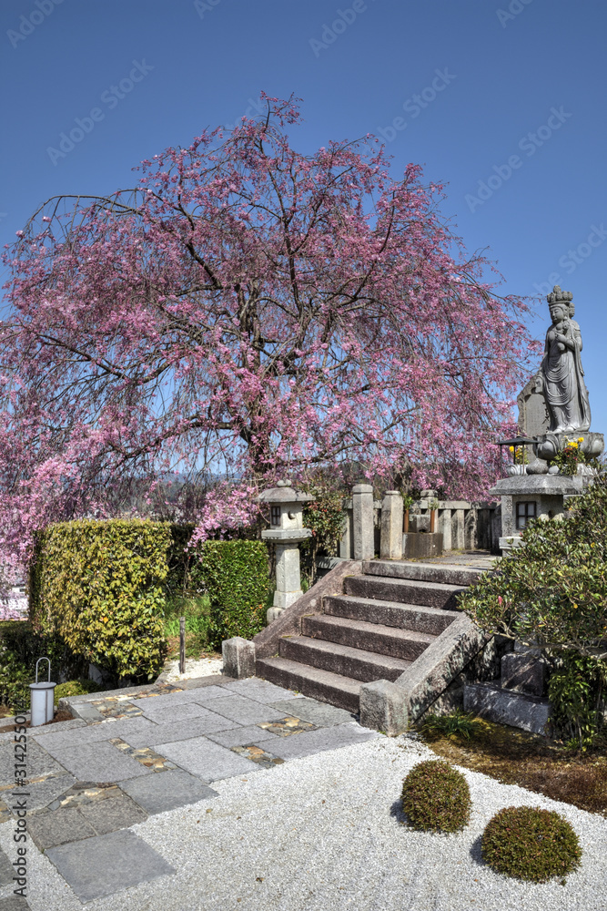 圓光寺の桜